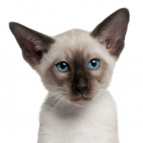 Siamese kat 10