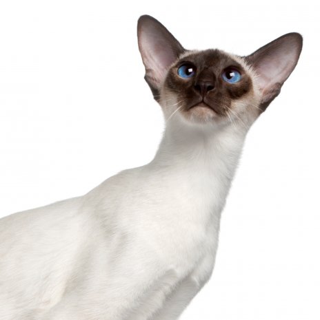 Siamese Kat 14