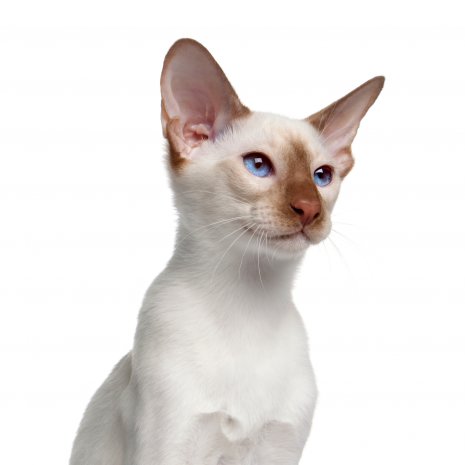 stoel Commotie zuigen Waar kan ik een Siamese kitten kopen? – DogCatandCo