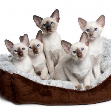 stoel Commotie zuigen Waar kan ik een Siamese kitten kopen? – DogCatandCo