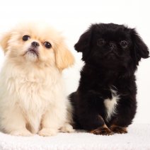 Pekingees