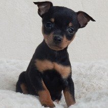 Pinscher