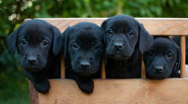 Superioriteit Ewell Goed Waarom een Labrador Retriever kopen? – DogCatandCo?