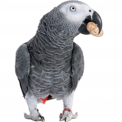 Gris du gabon bébés3
