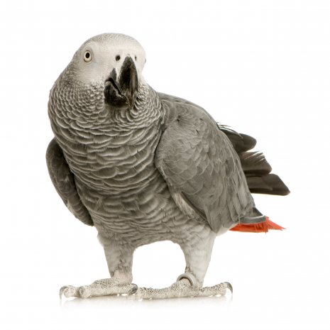 Gris du gabon bébés