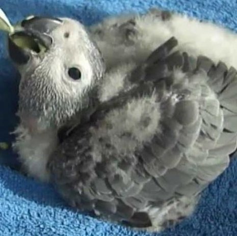 Gris du gabon bébés5