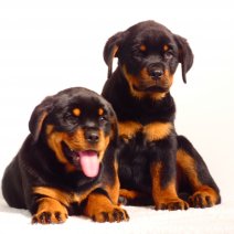 Rottweiler