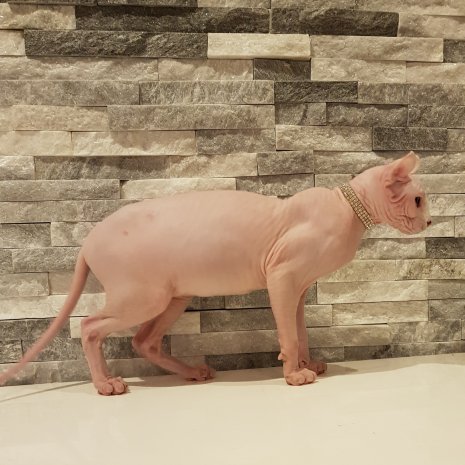 Pourquoi Acheter Un Elf En Elevage Dogcatandco