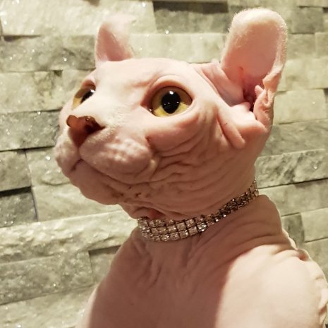 Pourquoi Acheter Un Elf En Elevage Dogcatandco