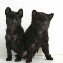 Schipperke