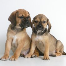 Puggle