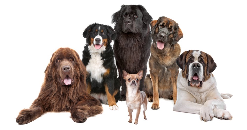 Grands et petits chiens disponibles chez DogCatandCo