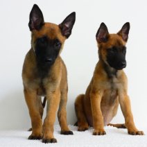 Berger Malinois