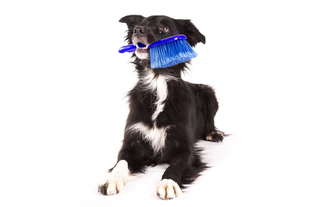 Border Collie houdt een blauwe borstel in zijn muil waarmee DogCatandCo aanraadt hem te borstelen
