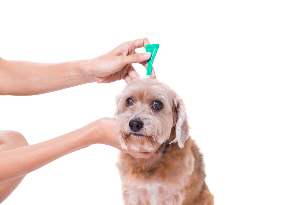Kleine bruine hond krijgt een injectie in zijn vacht tegen vlooien dankzij DogCatandCo