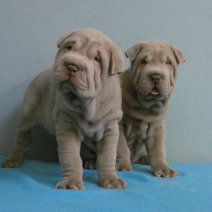 Shar Pei