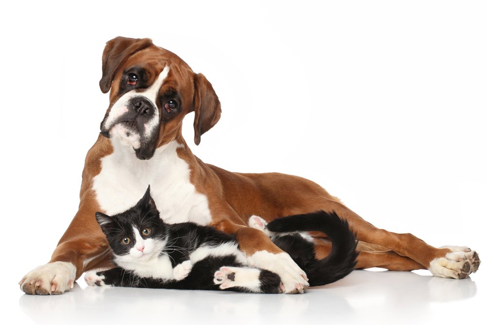 Boxer avec chat entre les pattes. DogCatandCo sur Boxer comme véritable amis des chats.