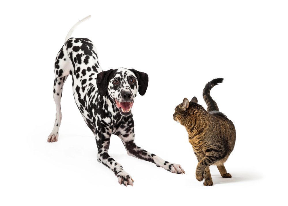 Chien en position de jeu est position d’attaque pour un chat – DogCatandCo