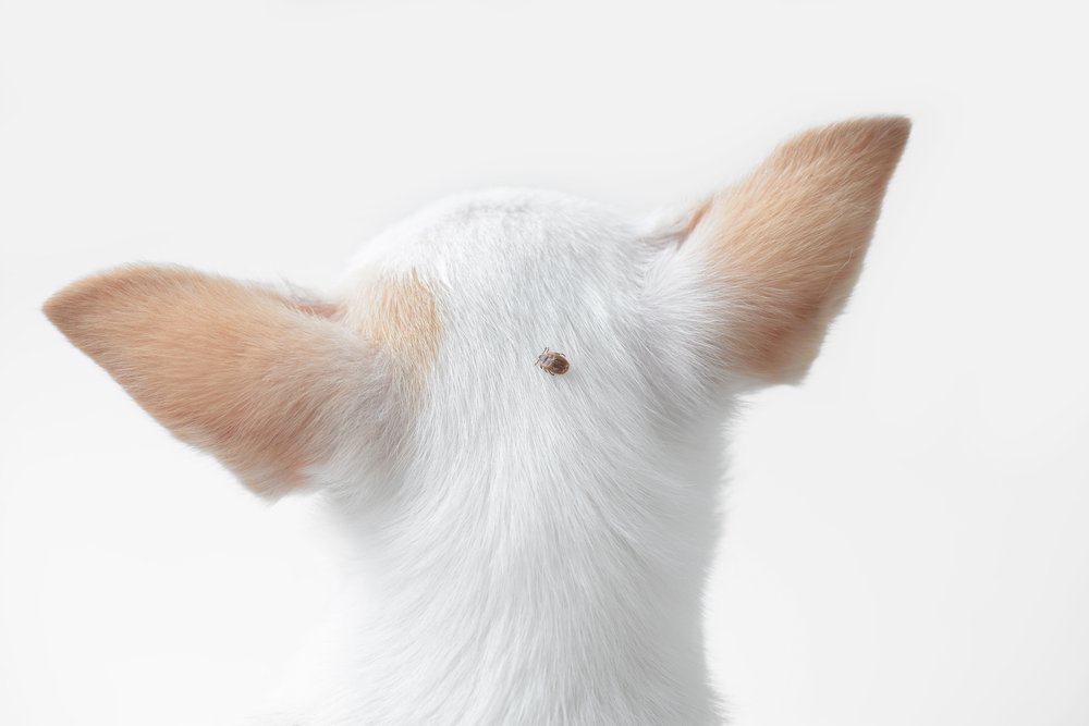 Teek op kop van hond. DogCatandCo raadt aan vooral de snoet, nek, oren en poten te controleren. 