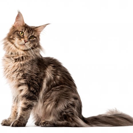 Maine Coon