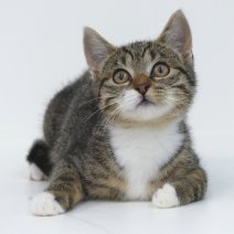 Europese kittens