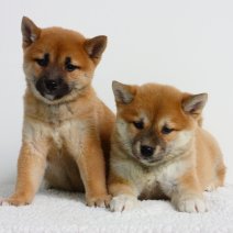 Shiba Inu