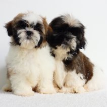 Shih Tzu