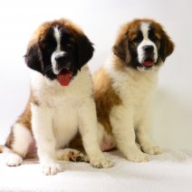 Saint-Bernard