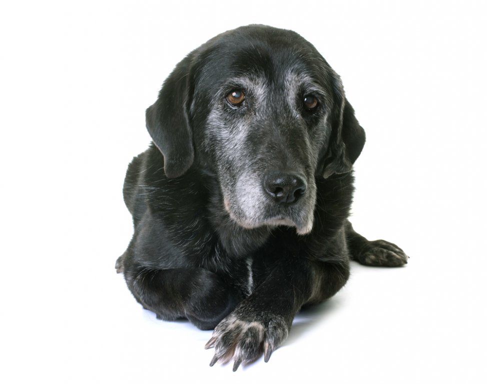 Oudere zwarte hond tegen witte achtergrond - DogCatandCo