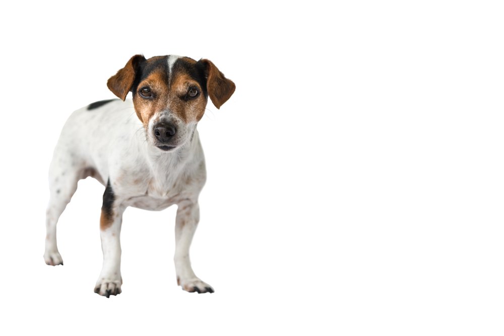 Oudere Jack Russel hond tegen witte achtergrond - DogCatandCo