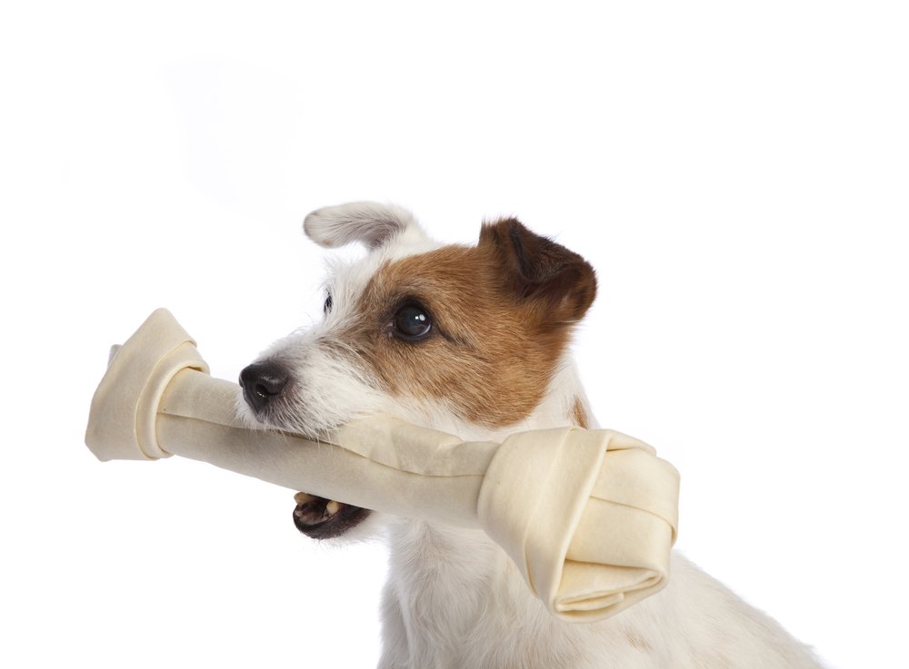 Jack Russel hond met groot been in mond – DogCatandCo