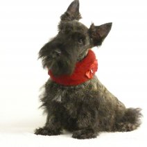 Scottish Terrier