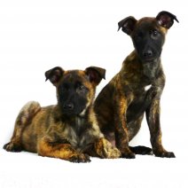 Hollandse herder
