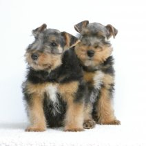 Welsh Terrier