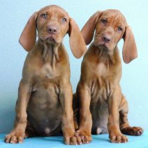 Vizsla