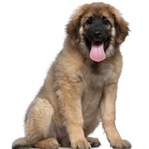 Leonberger