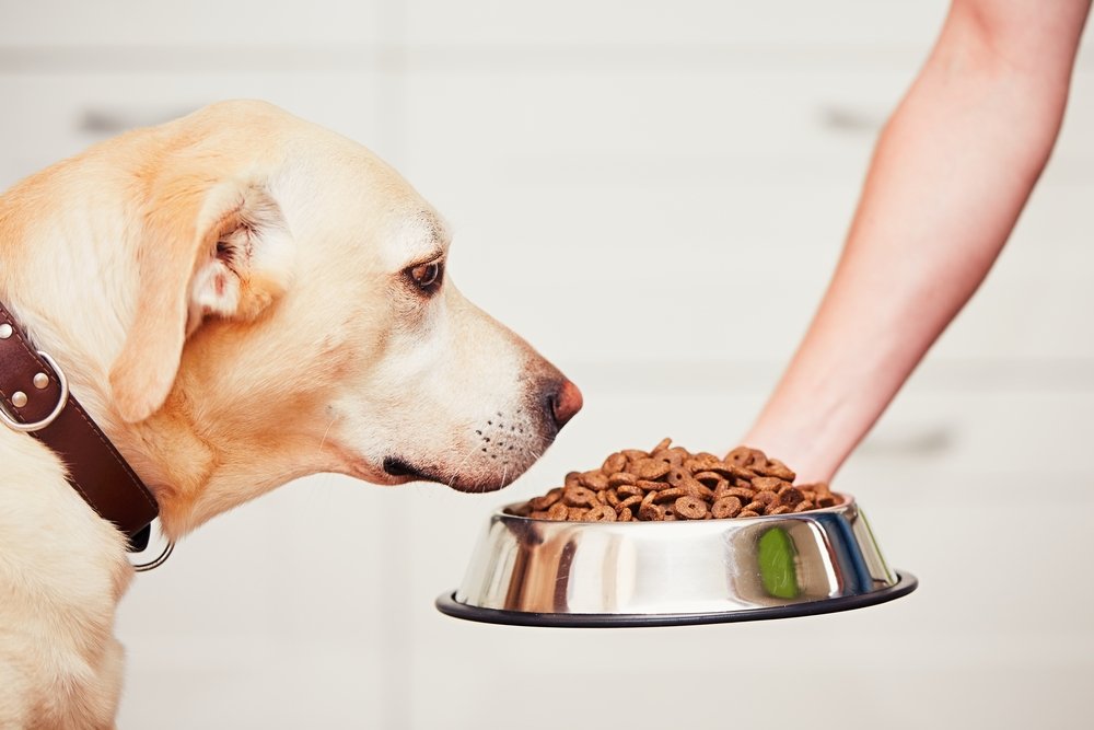Door uw hond op een vast uur eten te geven kan u inschatten wanneer hij buiten moet. - DogCatandCo
