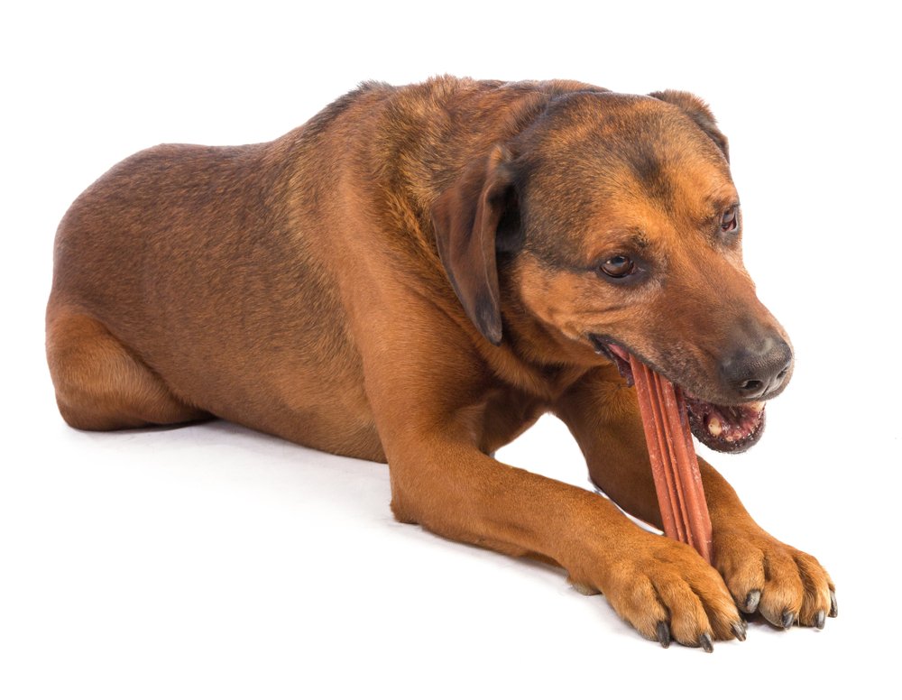 Donnez une friandise à votre chien avant de partir, comme ça il ne risque pas de s’ennuyer. - DogCatandCo 