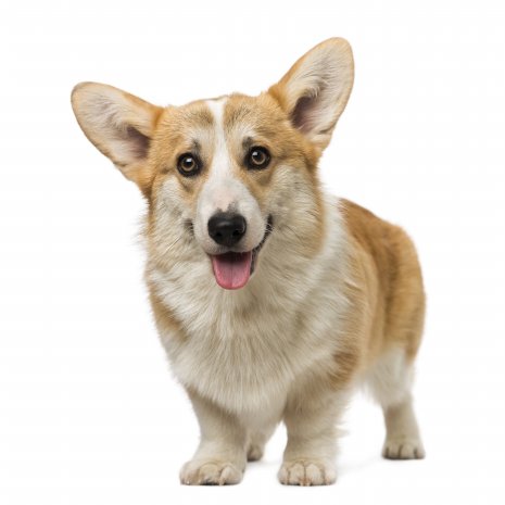 Welsh Corgi