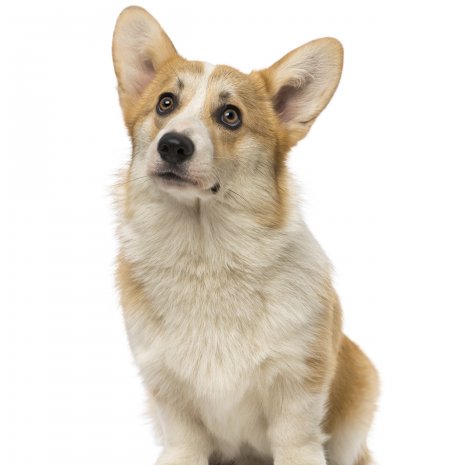 Welsh Corgi3
