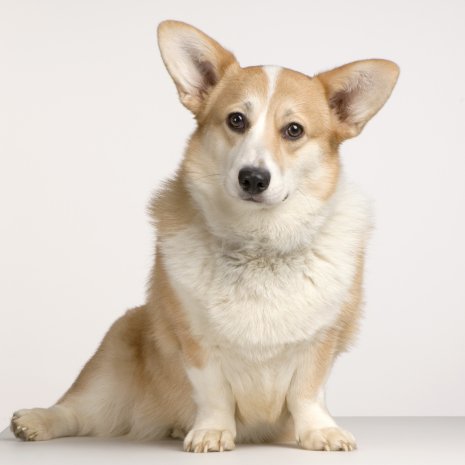 Welsh Corgi4
