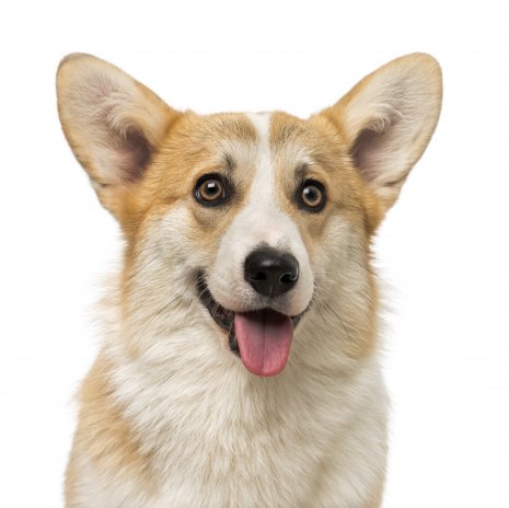 Welsh Corgi2