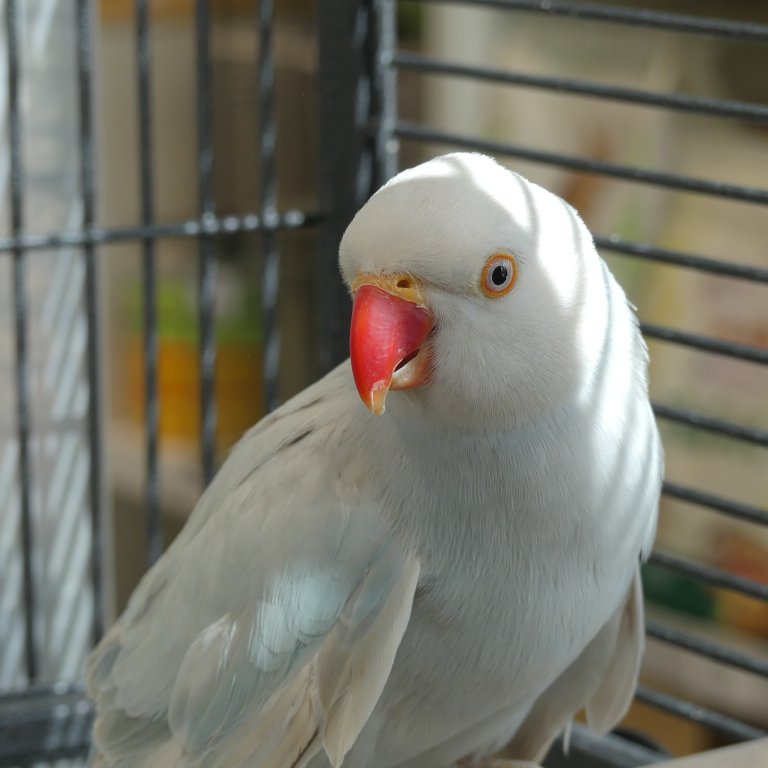 Conserveermiddel Gewend Bermad Halsbandparkiet te koop - Uw dierenwinkel in Zellik Brussel