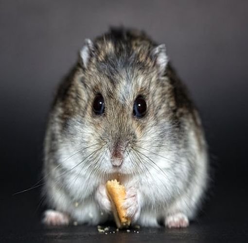 Pourquoi choisir un Hamster nain russe? Chez Animals Express