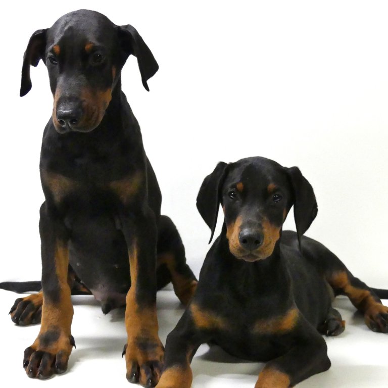 Dobermann