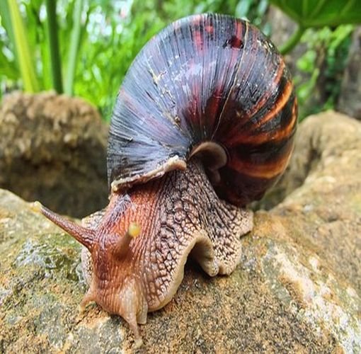 Escargot Africains 2