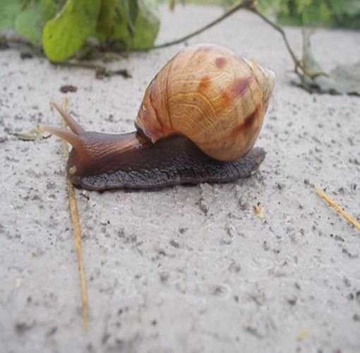 Escargot Africains 3