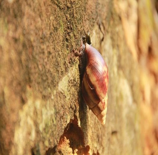 Escargot Africains 4
