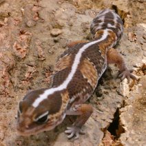 Gecko  Queue Grasse - Hemitheconyx Caudicinctus