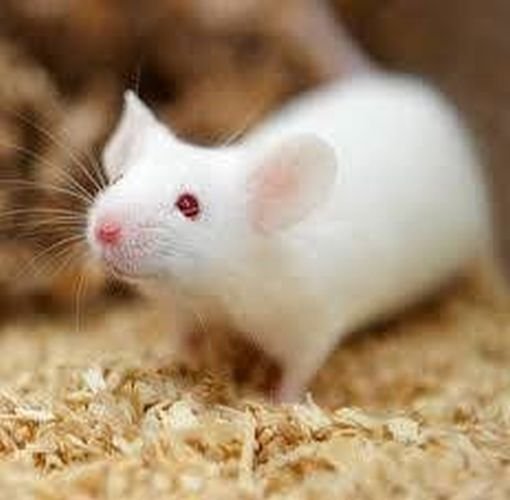 vermogen Bloeden Moderniseren Witte muis te koop - Uw dierenwinkel in Zellik Brussel